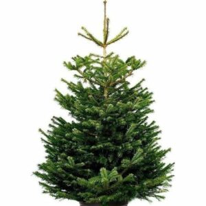Nordmann Supreme Select 175 - 200 cm